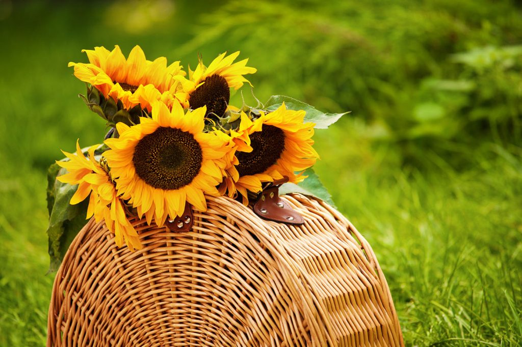 basket-sun-flowers